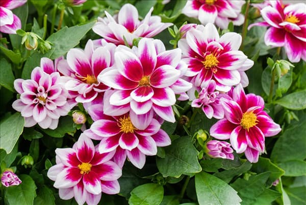 Dahlia 'Dahlinova'®
