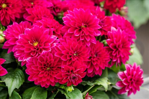 Dahlia 'Dahlinova'®