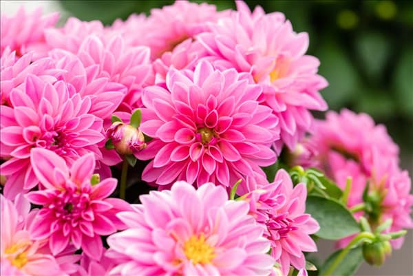 Dahlia 'Dahlinova'®