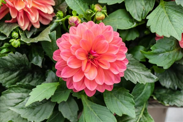 Dahlia 'Dahlinova'®