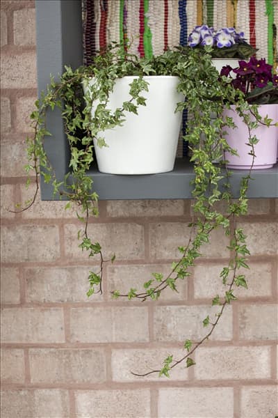 Hedera helix