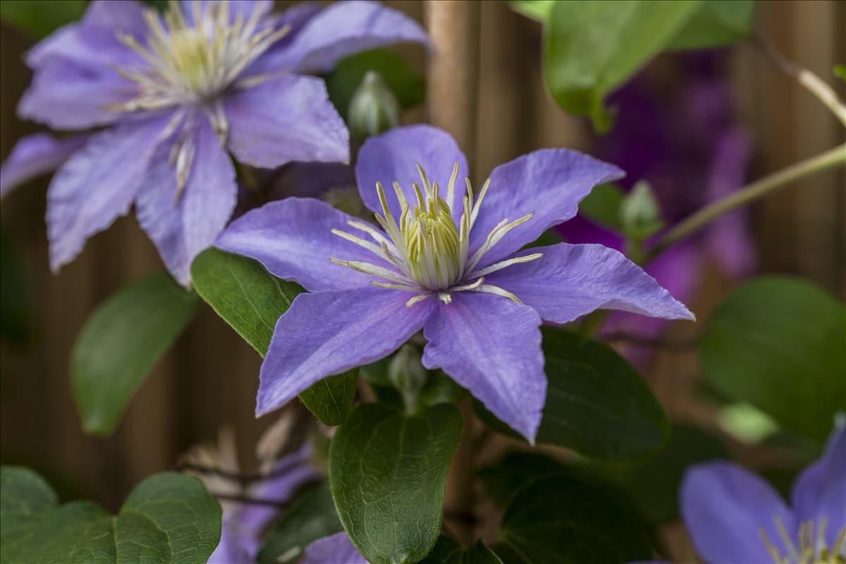 Clematis 'Justa'