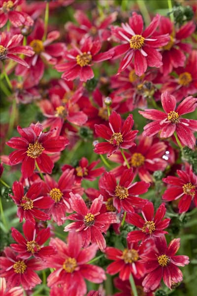 Coreopsis lanceolata