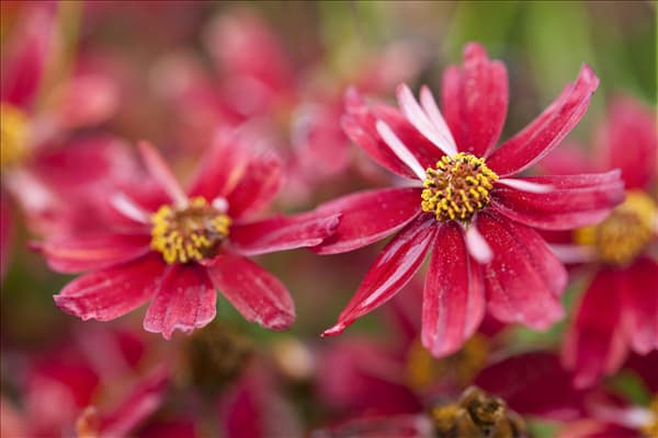 Coreopsis lanceolata