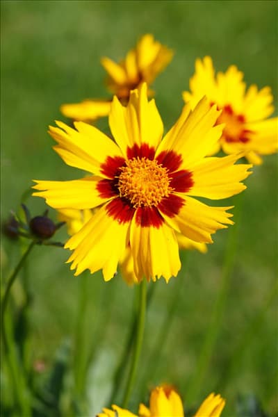 Coreopsis lanceolata