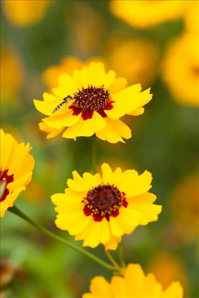 Coreopsis lanceolata