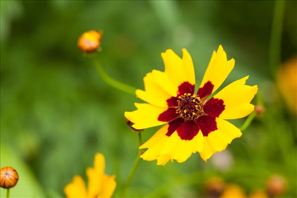 Coreopsis lanceolata