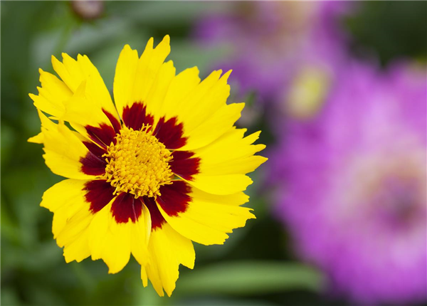 Coreopsis lanceolata