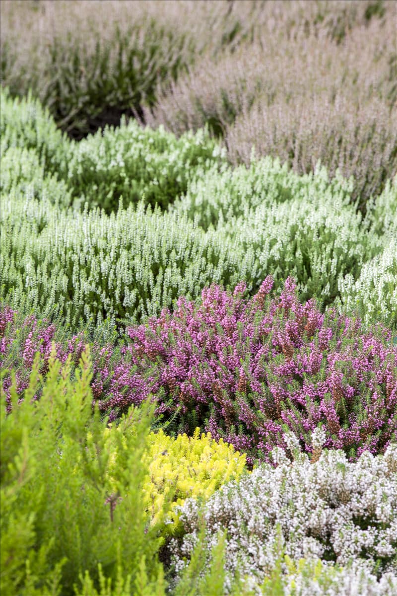 Heidegarten