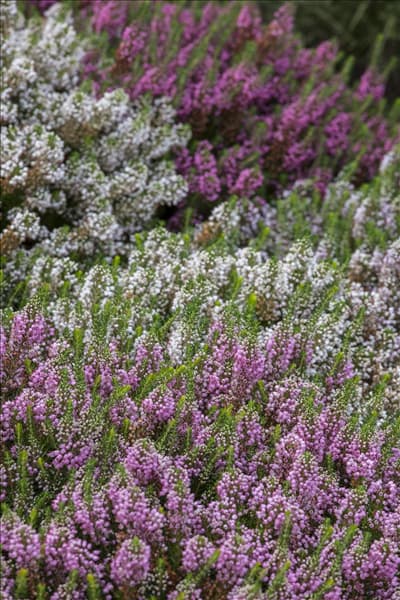 Heidegarten