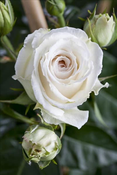 Edelrose