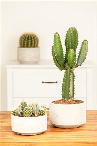 Euphorbia ingens