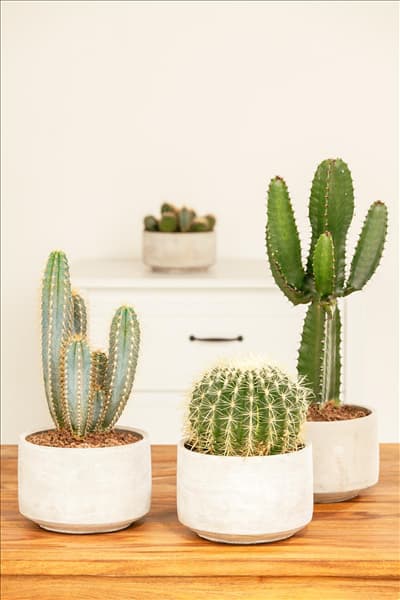 Echinocactus grusonii, Euphorbia ingens
