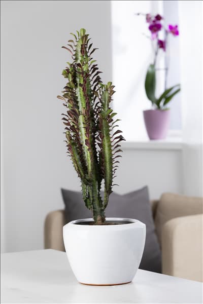 Euphorbia ingens