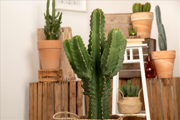 Euphorbia ingens
