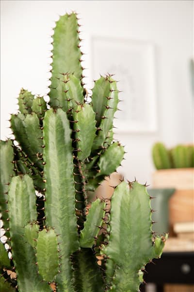 Euphorbia ingens