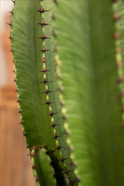 Euphorbia ingens