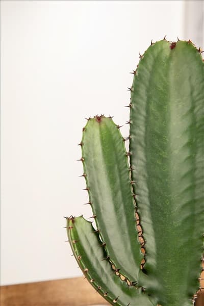 Euphorbia ingens