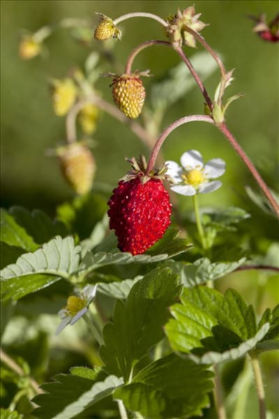 Fragaria vesca
