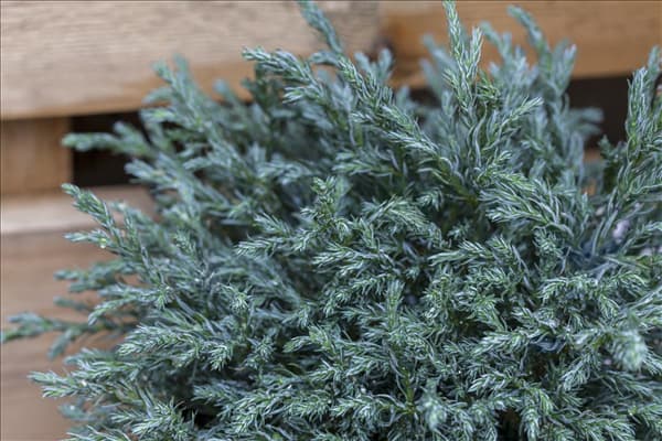 Chamaecyparis pisifera 'Baby Blue'
