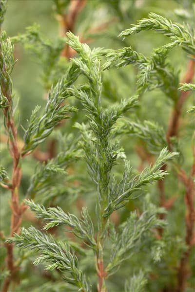 Chamaecyparis pisifera 'Baby Blue'