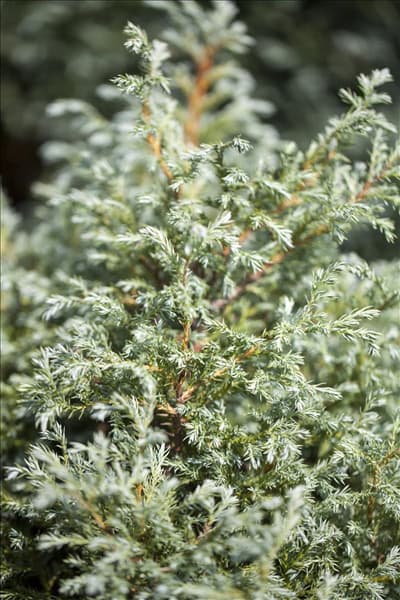 Chamaecyparis pisifera 'Baby Blue'
