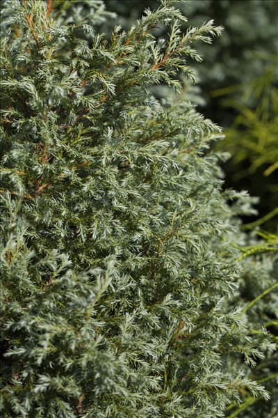 Chamaecyparis pisifera 'Baby Blue'