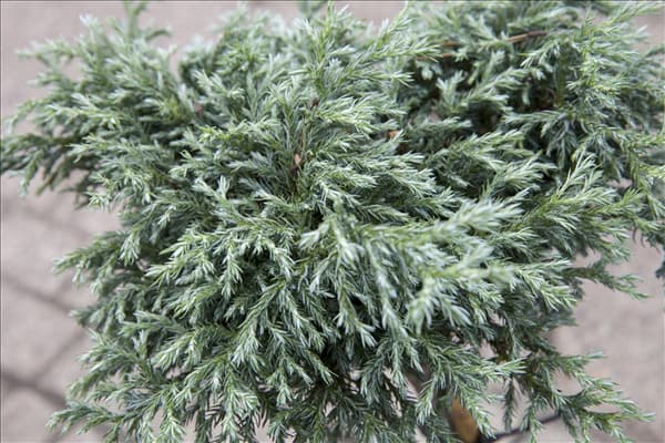 Chamaecyparis pisifera 'Baby Blue'