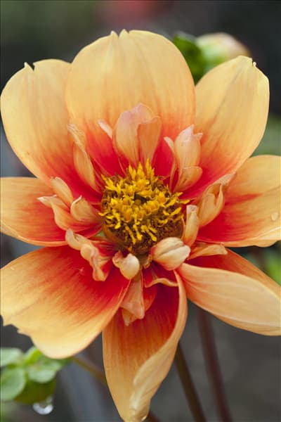 Dahlia 'Esther'