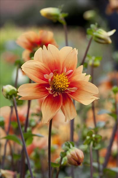 Dahlia 'Esther'
