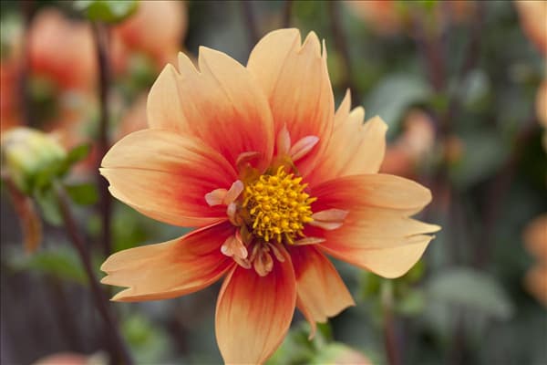 Dahlia