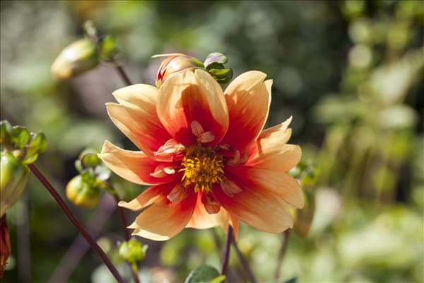 Dahlia 'Esther'