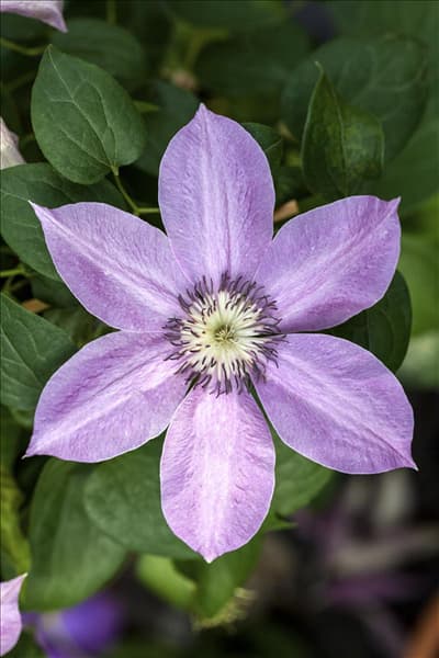 Clematis 'Bijou'