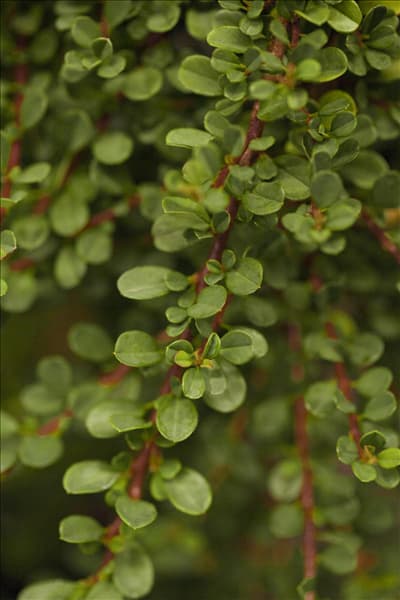 Cotoneaster microphyllus 'Cochleatus'