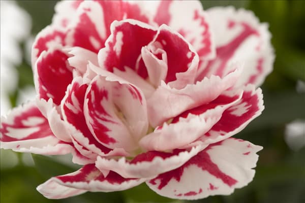 Dianthus 'SuperTrouper'®