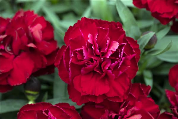 Dianthus 'SuperTrouper'®