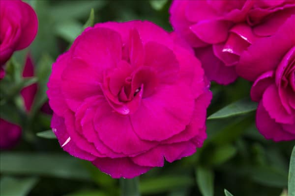 Dianthus 'SuperTrouper'®