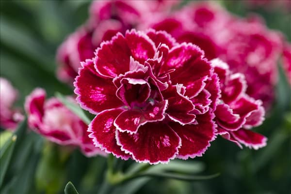 Dianthus 'SuperTrouper'®