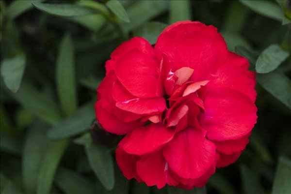 Dianthus 'SuperTrouper'®