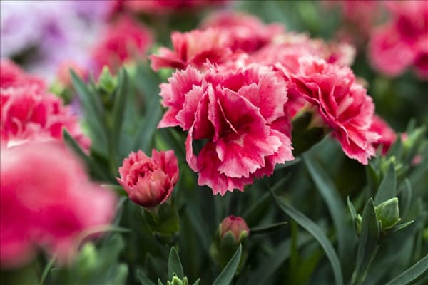 Dianthus 'SuperTrouper'®