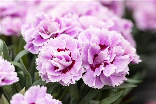 Dianthus 'SuperTrouper'®