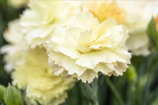Dianthus 'SuperTrouper'®