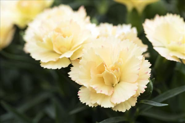 Dianthus 'SuperTrouper'®