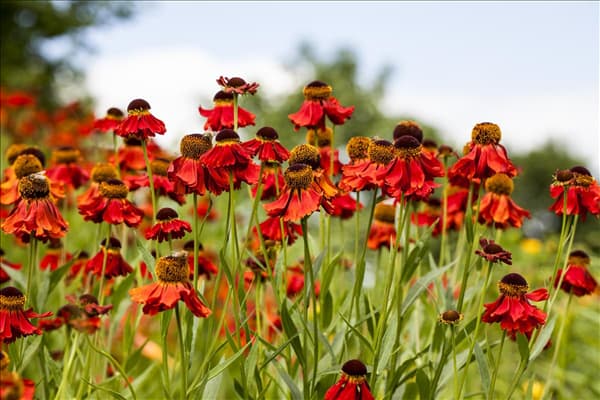 Helenium autumnale, rot