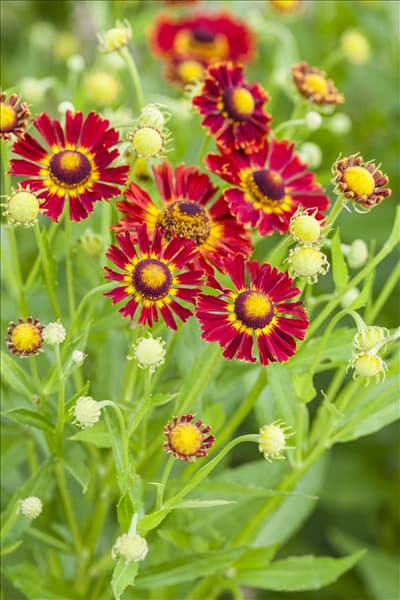 Helenium