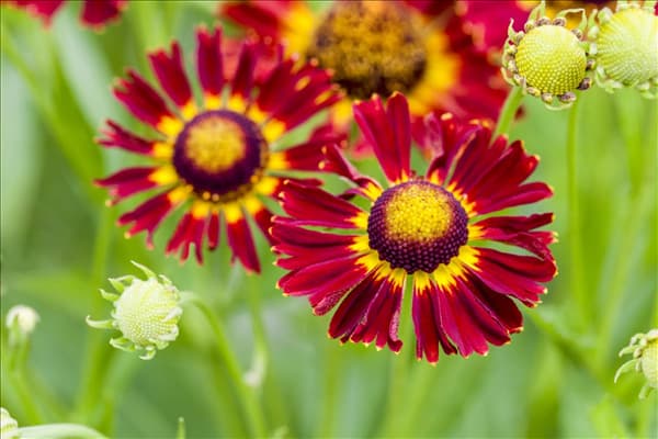 Helenium