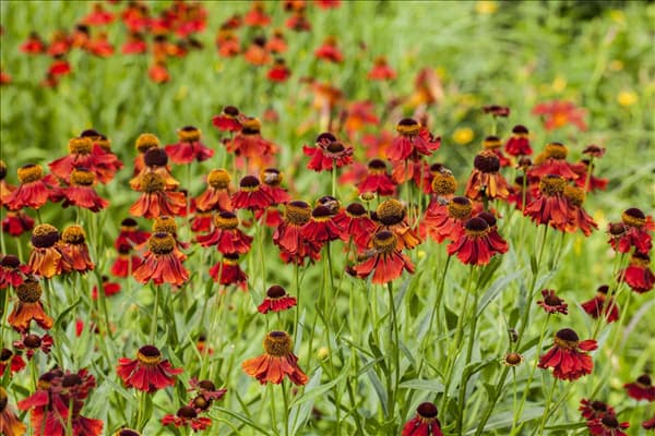 Helenium autumnale, rot