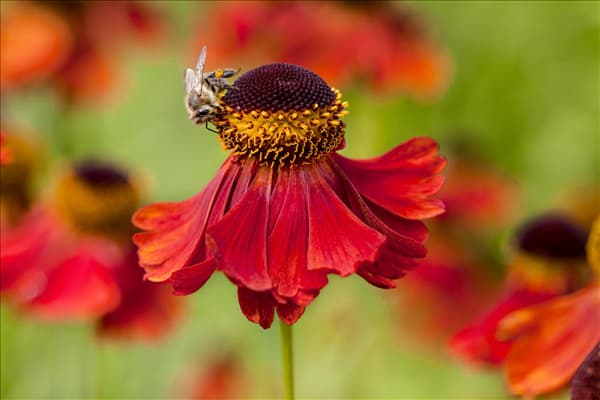 Helenium