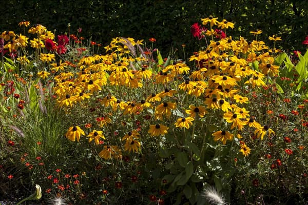 Helenium