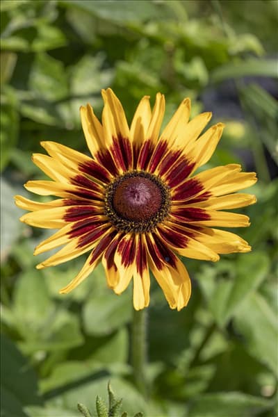 Helenium